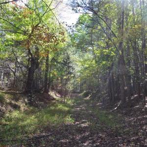 Photo #25 of 1541-1345 NC Highway 89, Danbury, NC 97.9 acres