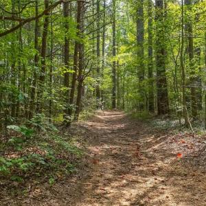 Photo #3 of 1960 Wilson, Linwood, NC 67.1 acres