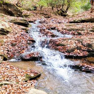 Photo #17 of Wright, Westfield, NC 136.4 acres