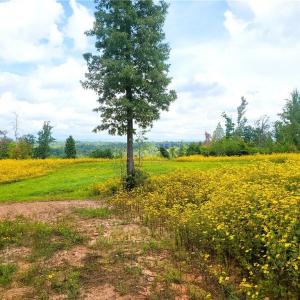 Photo #16 of Wright, Westfield, NC 136.4 acres