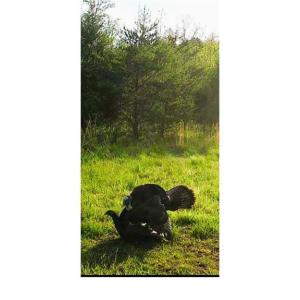 Photo #22 of Wright, Westfield, NC 136.4 acres