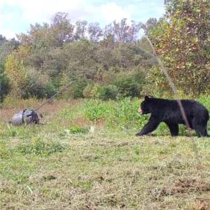 Photo #20 of Wright, Westfield, NC 136.4 acres