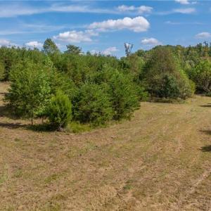 Multiple cabin site possibilities with plenty of gently flat laying acreage