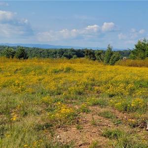Photo #15 of Wright, Westfield, NC 136.4 acres