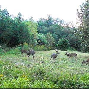 Photo #19 of Wright, Westfield, NC 136.4 acres