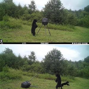 Photo #21 of Wright, Westfield, NC 136.4 acres