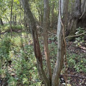 Photo #23 of 7809 Thomas, Stokesdale, NC 26.0 acres