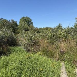 Photo #27 of 7809 Thomas, Stokesdale, NC 26.0 acres