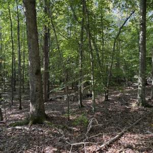 Photo #17 of 7809 Thomas, Stokesdale, NC 26.0 acres