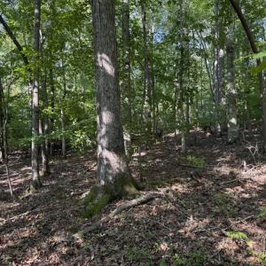 Photo #16 of 7809 Thomas, Stokesdale, NC 26.0 acres