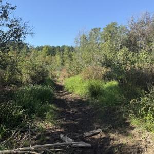 Photo #26 of 7809 Thomas, Stokesdale, NC 26.0 acres