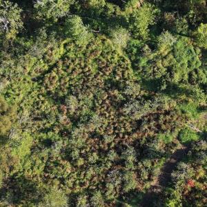 Photo #7 of 7809 Thomas, Stokesdale, NC 26.0 acres