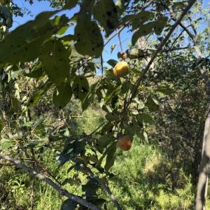 Photo #28 of 7809 Thomas, Stokesdale, NC 26.0 acres
