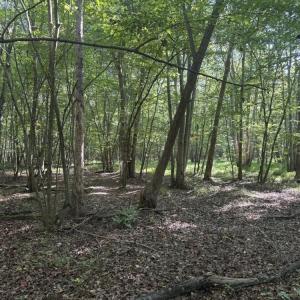 Photo #20 of 7809 Thomas, Stokesdale, NC 26.0 acres