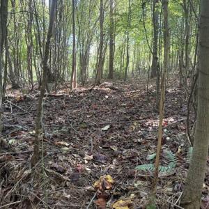 Photo #24 of 7809 Thomas, Stokesdale, NC 26.0 acres
