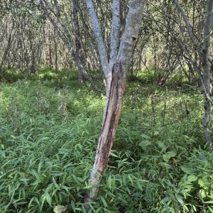 Photo #30 of 7809 Thomas, Stokesdale, NC 26.0 acres