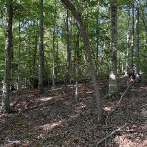 Photo #18 of 7809 Thomas, Stokesdale, NC 26.0 acres