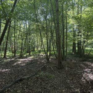 Photo #19 of 7809 Thomas, Stokesdale, NC 26.0 acres