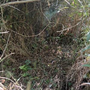 Photo #29 of 7809 Thomas, Stokesdale, NC 26.0 acres