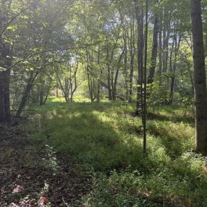 Photo #21 of 7809 Thomas, Stokesdale, NC 26.0 acres