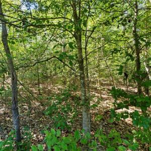 Photo #10 of New Hope, Denton, NC 77.0 acres
