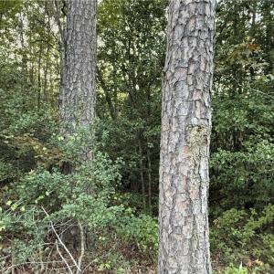 Photo #22 of New Hope, Denton, NC 77.0 acres