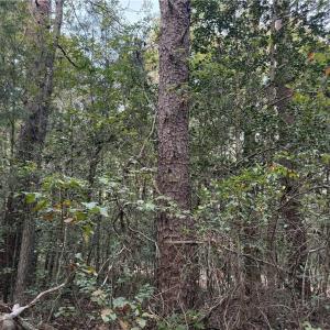 Photo #20 of New Hope, Denton, NC 77.0 acres