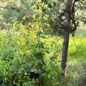 Photo #13 of 1574 Major Hill, Snow Camp, NC 5.9 acres