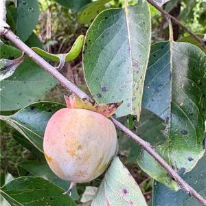 Native persimmons!