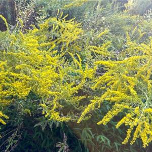 Abundant golden rod on the property.