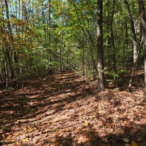 Photo #6 of 1198 Jackson, Westfield, NC 10.0 acres