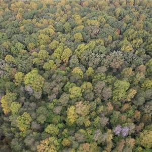 Photo #6 of Ralph Ratledge, Mocksville, NC 76.6 acres