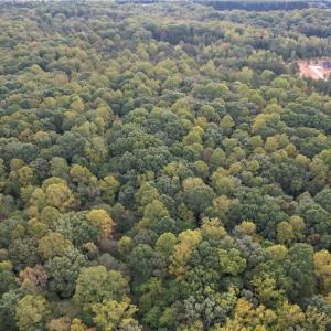 Photo #7 of Ralph Ratledge, Mocksville, NC 76.6 acres