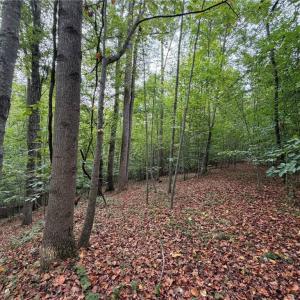 Photo #17 of 6700 Lot 25+/- Acres Doral, Tobaccoville, NC 25.0 acres