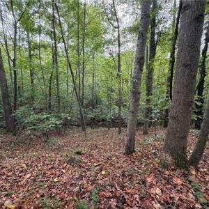 Photo #32 of 6700 Lot 25+/- Acres Doral, Tobaccoville, NC 25.0 acres