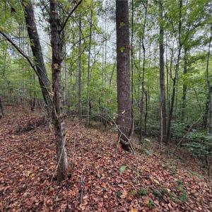 Photo #19 of 6700 Lot 25+/- Acres Doral, Tobaccoville, NC 25.0 acres