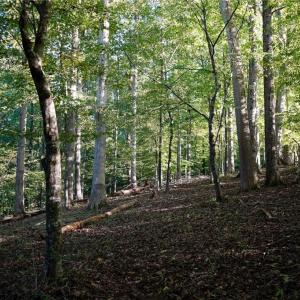 Photo #27 of 61.8 Acres Spearman, Browns Summit, NC 61.8 acres