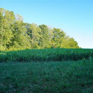 Photo #17 of 61.8 Acres Spearman, Browns Summit, NC 61.8 acres