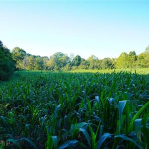 Photo #16 of 61.8 Acres Spearman, Browns Summit, NC 61.8 acres