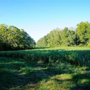 Photo #12 of 61.8 Acres Spearman, Browns Summit, NC 61.8 acres