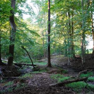 Photo #32 of 61.8 Acres Spearman, Browns Summit, NC 61.8 acres