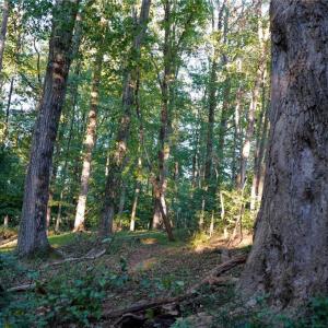 Photo #28 of 61.8 Acres Spearman, Browns Summit, NC 61.8 acres