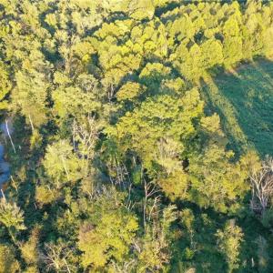Photo #20 of 61.8 Acres Spearman, Browns Summit, NC 61.8 acres