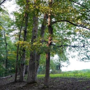 Photo #34 of 61.8 Acres Spearman, Browns Summit, NC 61.8 acres