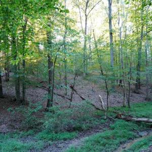 Photo #33 of 61.8 Acres Spearman, Browns Summit, NC 61.8 acres