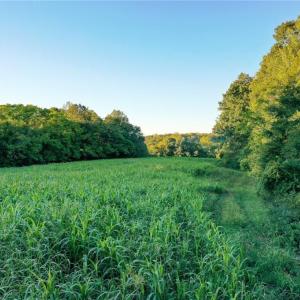 Photo #18 of 61.8 Acres Spearman, Browns Summit, NC 61.8 acres