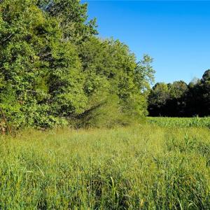 Photo #15 of 61.8 Acres Spearman, Browns Summit, NC 61.8 acres