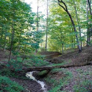 Photo #35 of 61.8 Acres Spearman, Browns Summit, NC 61.8 acres