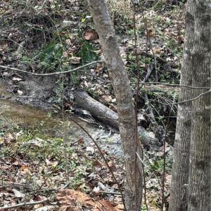 Photo #12 of 7544 US Highway 29, Browns Summit, NC 8.6 acres