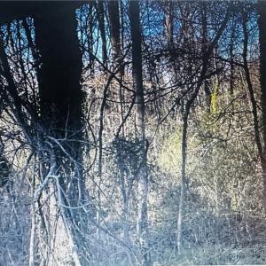Photo #4 of 3605 Ten, Efland, NC 9.0 acres